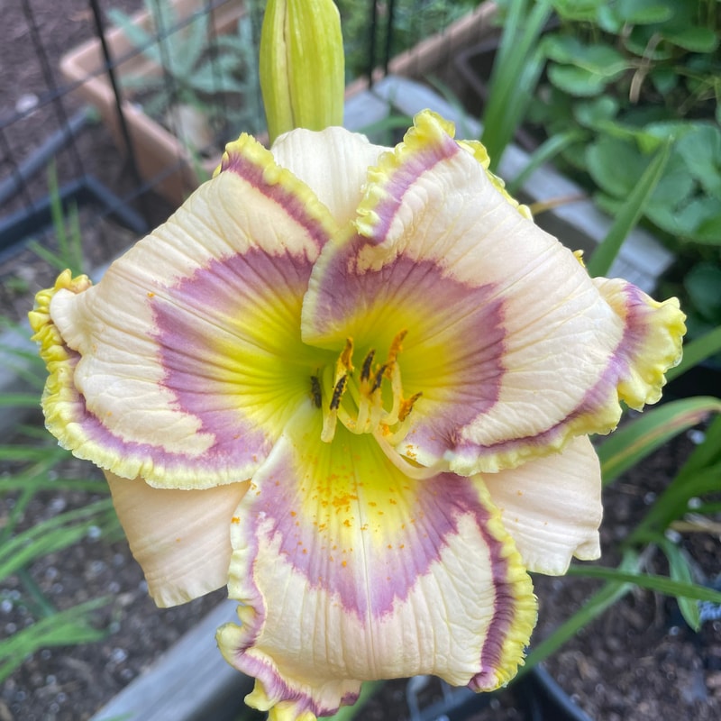Looking Back daylily bloom