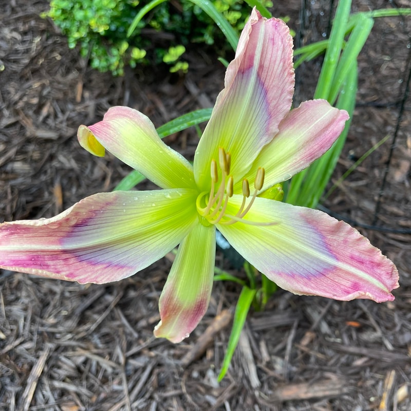 Rainbow Maker daylily bloom