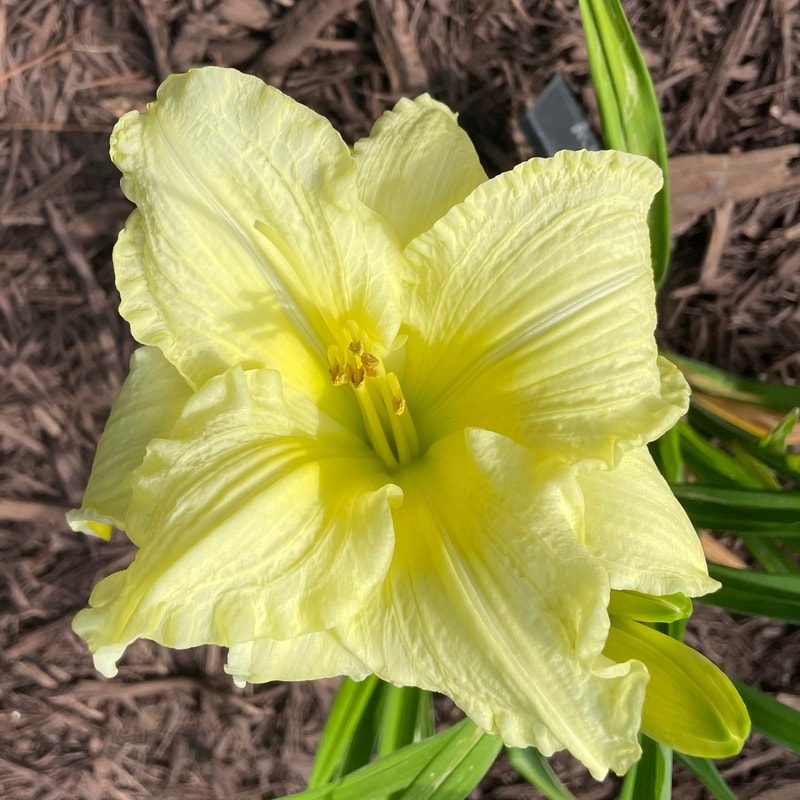 Cotton Jenny daylily bloom