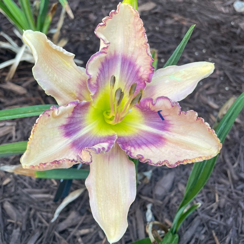 Piccolo Spoleto daylily bloom