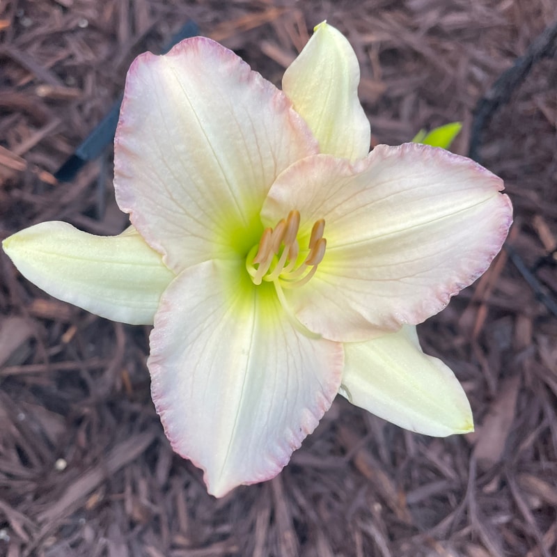 Fairest Love daylily bloom