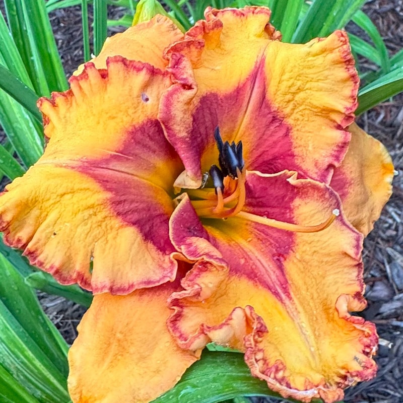 Pointed Perfection daylily bloom