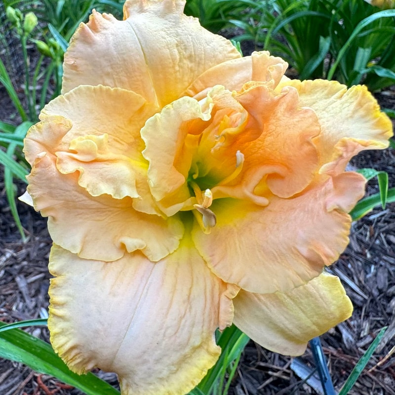 Dagny Hooks daylily bloom