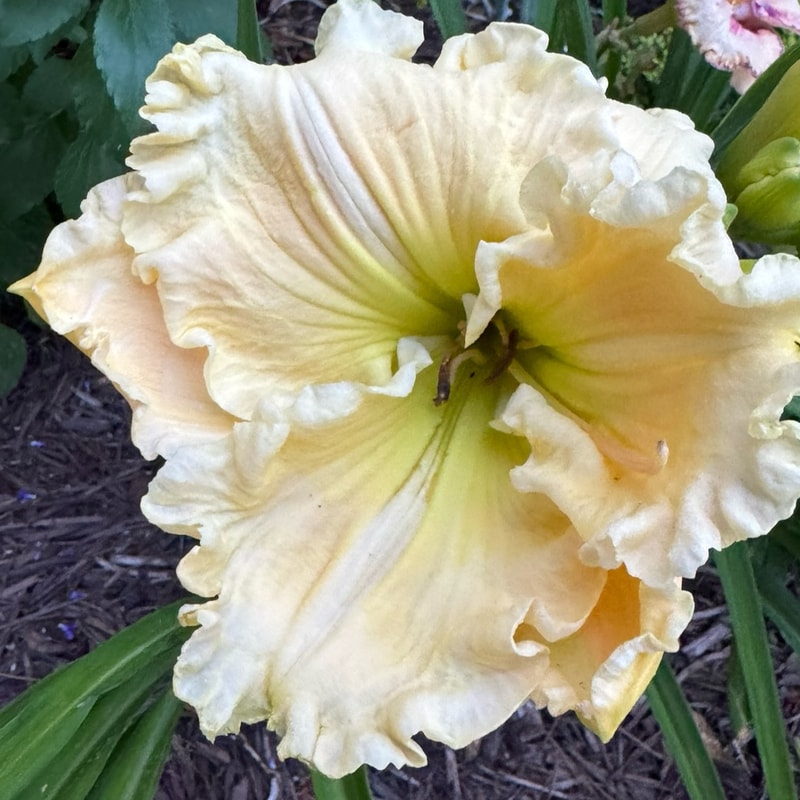 Lily Farm Blizzard Warning daylily bloom
