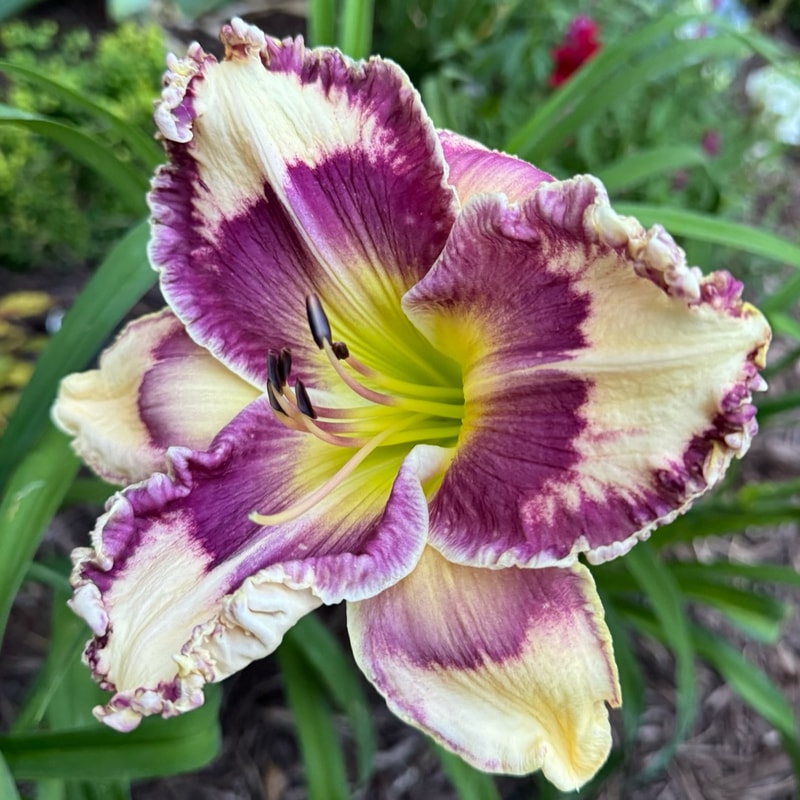 Rossen's Amazon daylily bloom