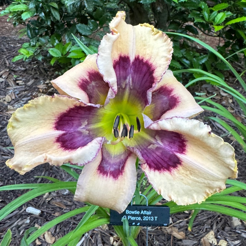 Bowtie Affair daylily bloom