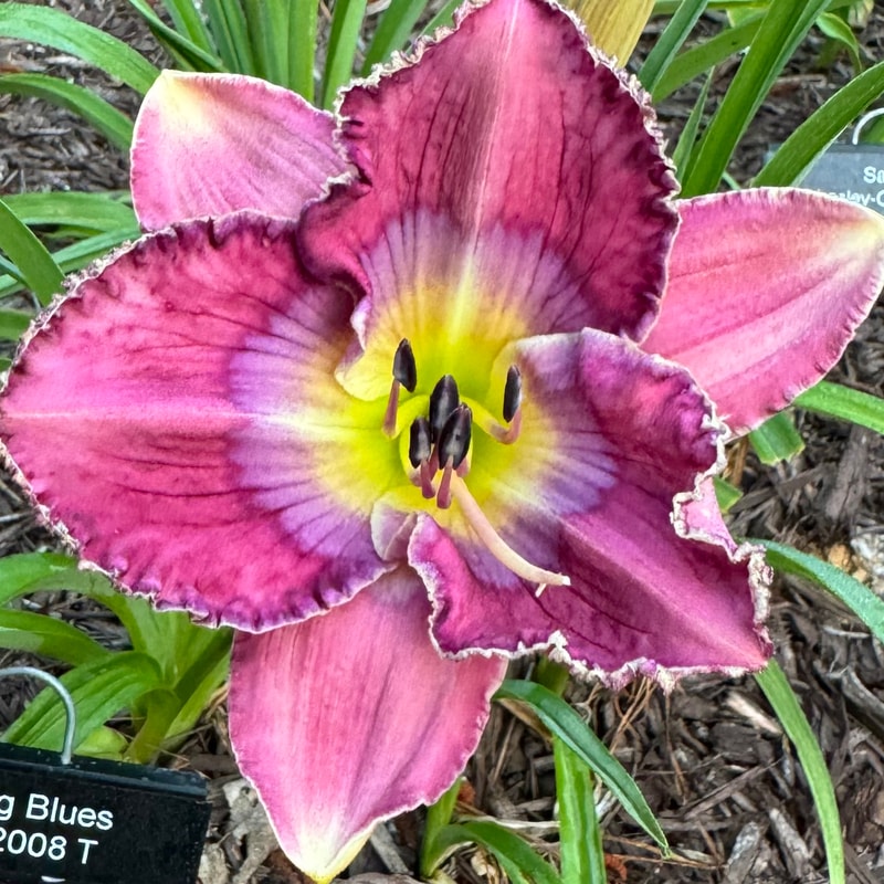 Jitterbug Blues daylily bloom