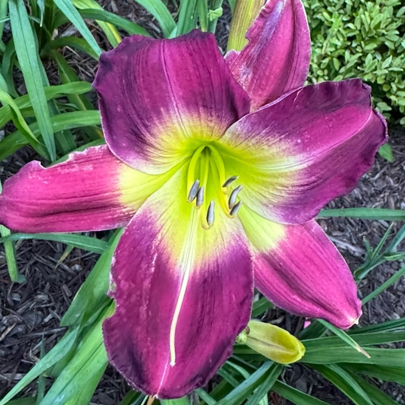 Black Moon daylily bloom