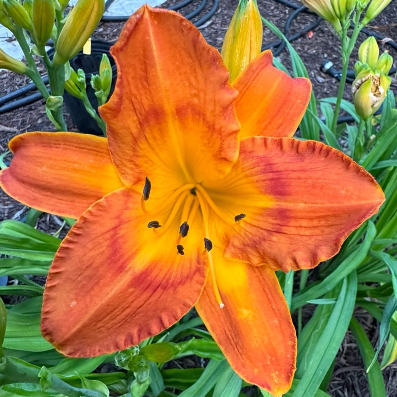 Jambalaya daylily bloom
