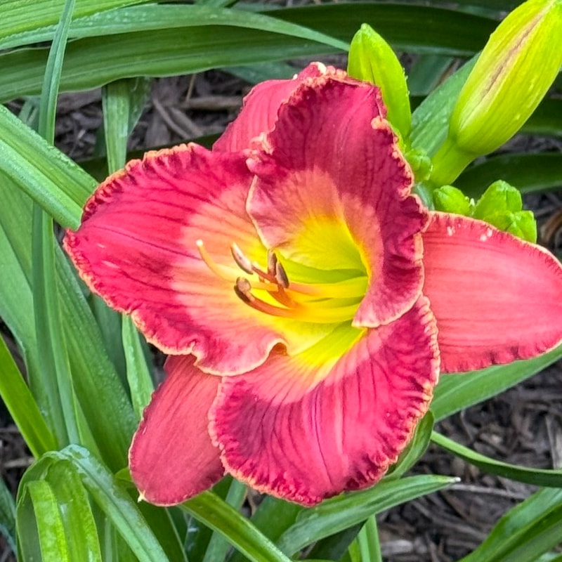 Rhems Crossroads from Wood Branch Daylilies