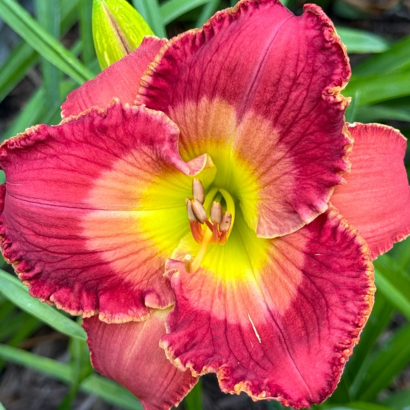 Rhems Crossroads daylily bloom