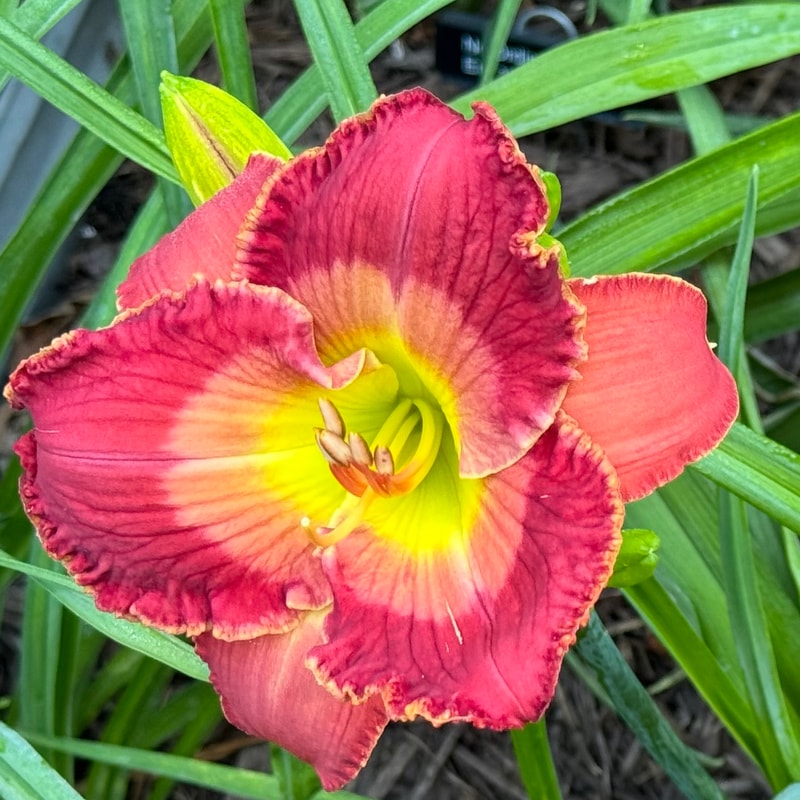 Rhems Crossroads from Wood Branch Daylilies