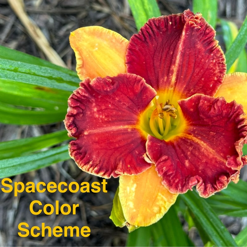 Spacecoast Color Scheme daylily bloom