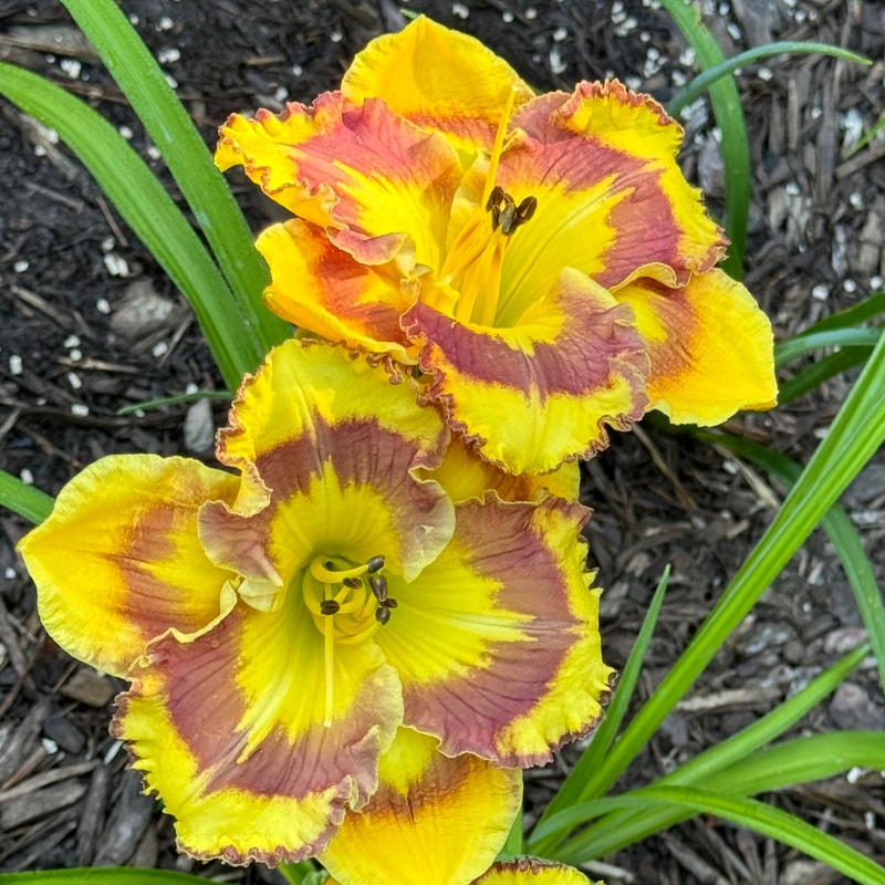 New Paradigm daylily bloom