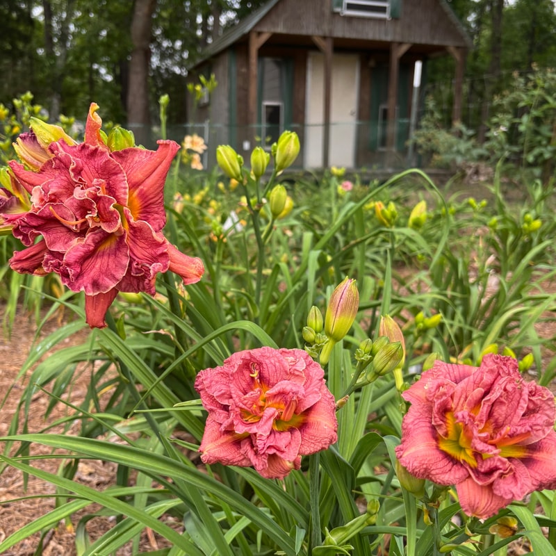 4Kings Daylilies garden image