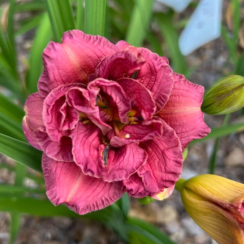Lovie Elizabeth daylily bloom