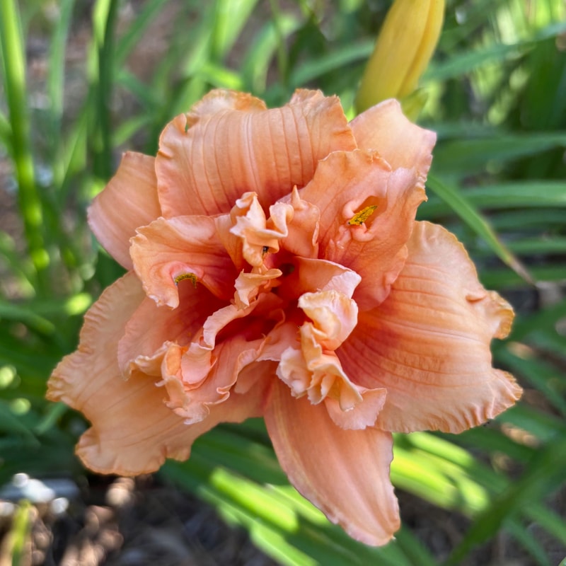 Pepper Barn Fire daylily bloom