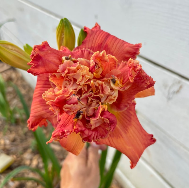 1 daylily bloom