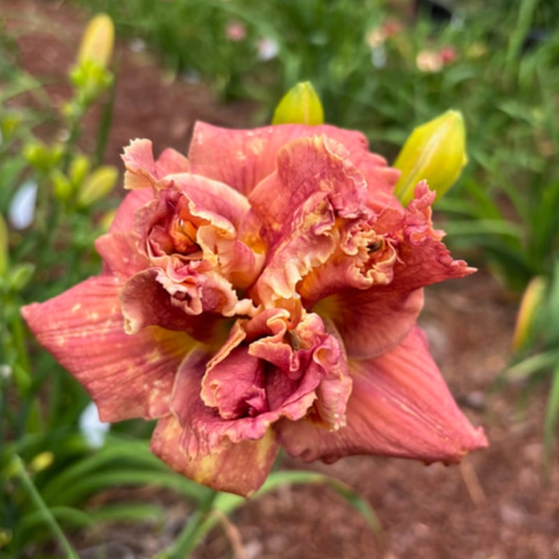 2 daylily bloom