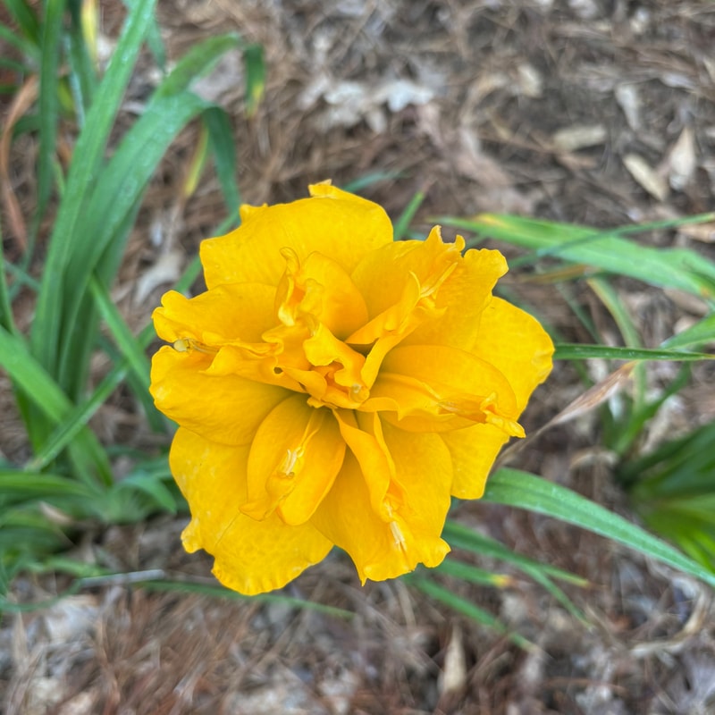 3 daylily bloom