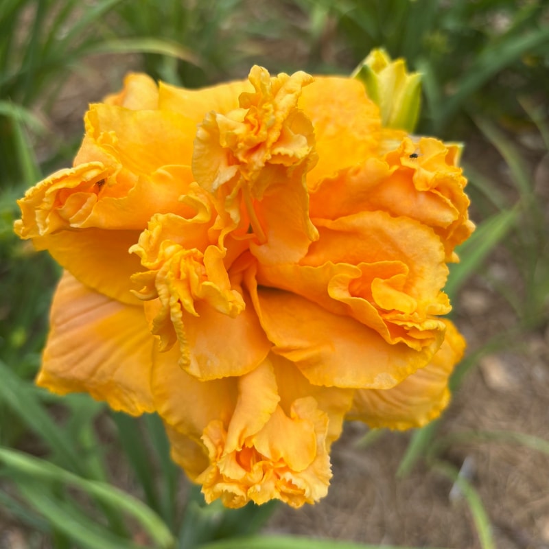4 daylily bloom