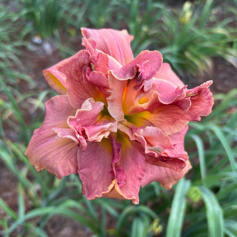 5 daylily bloom