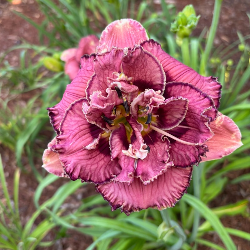 7 daylily bloom