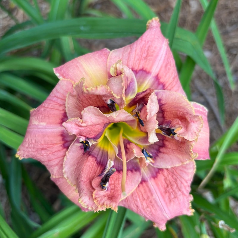 8 daylily bloom
