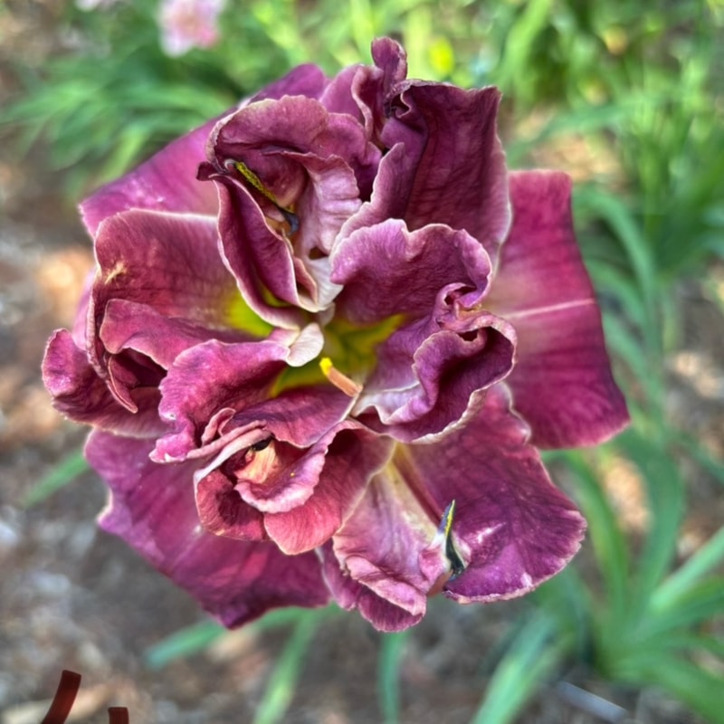 9 daylily bloom
