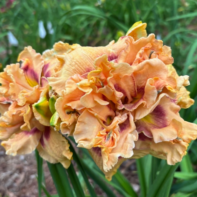 10 daylily bloom