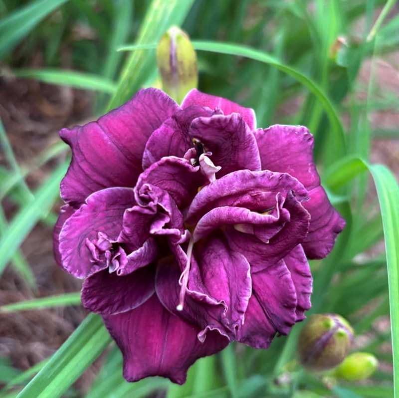 11 daylily bloom