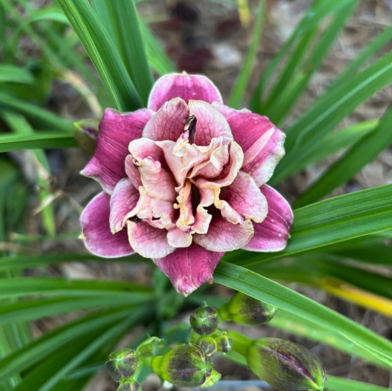 12 daylily bloom