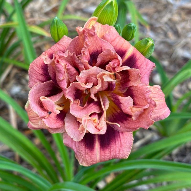 13 daylily bloom