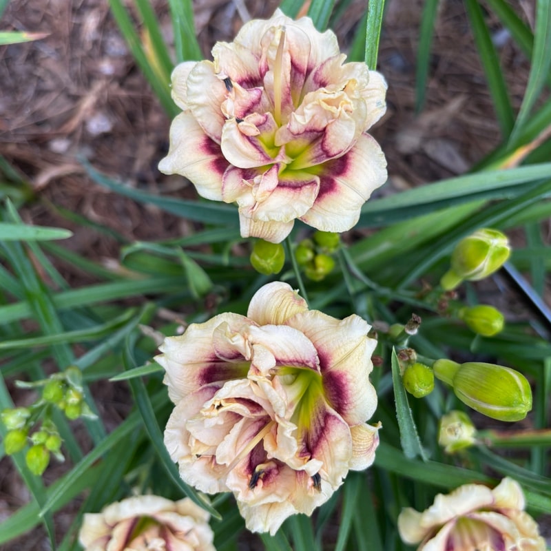 Lauren Lacey daylily bloom