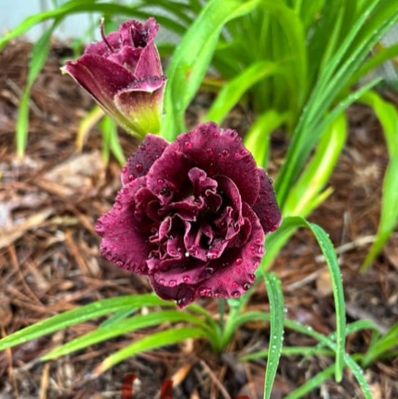 16 daylily bloom