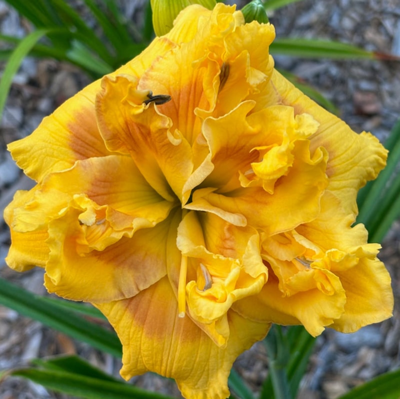 18 daylily bloom
