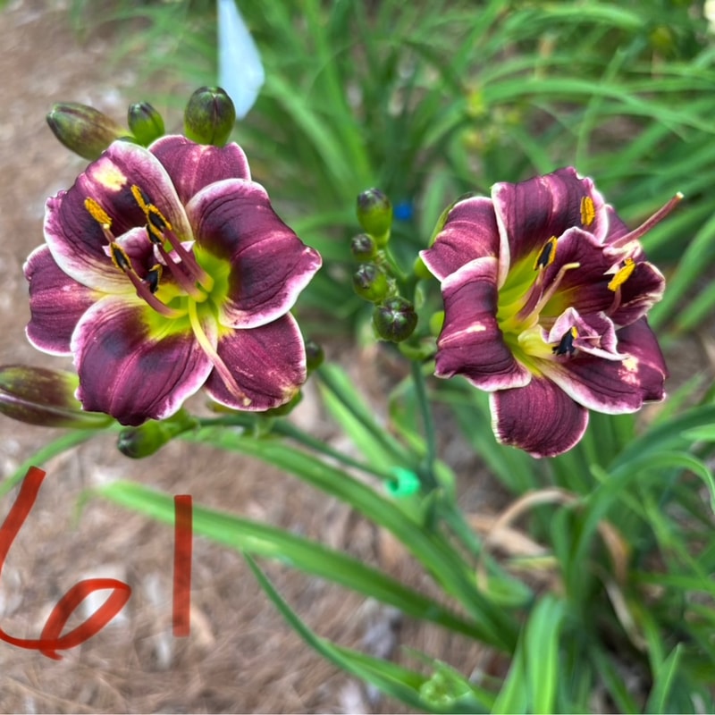 20 daylily bloom