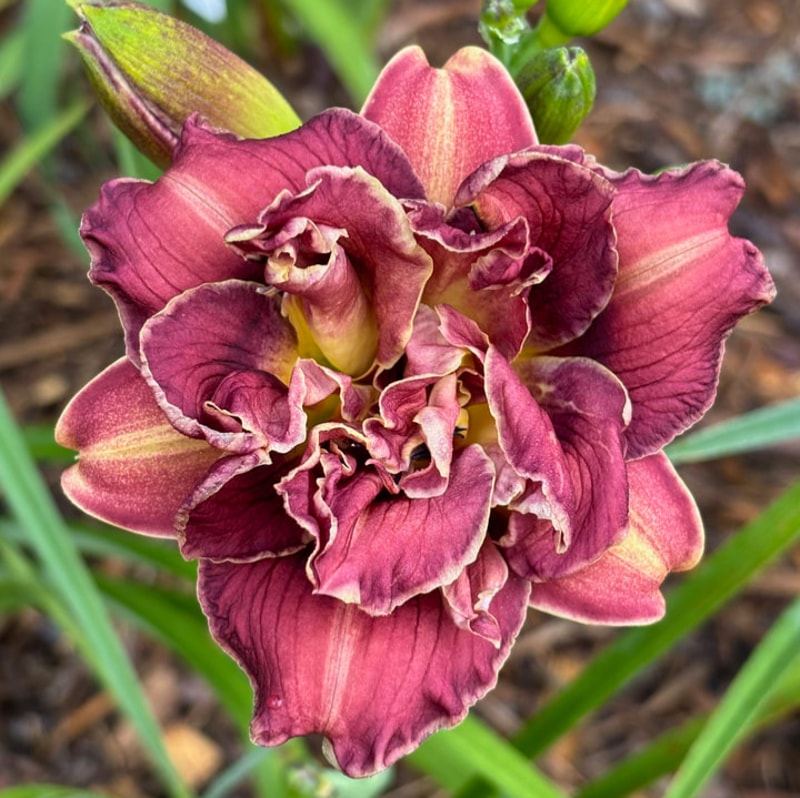 21 daylily bloom
