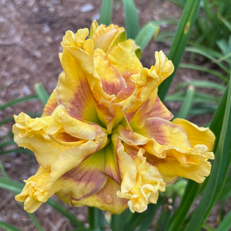 22 daylily bloom