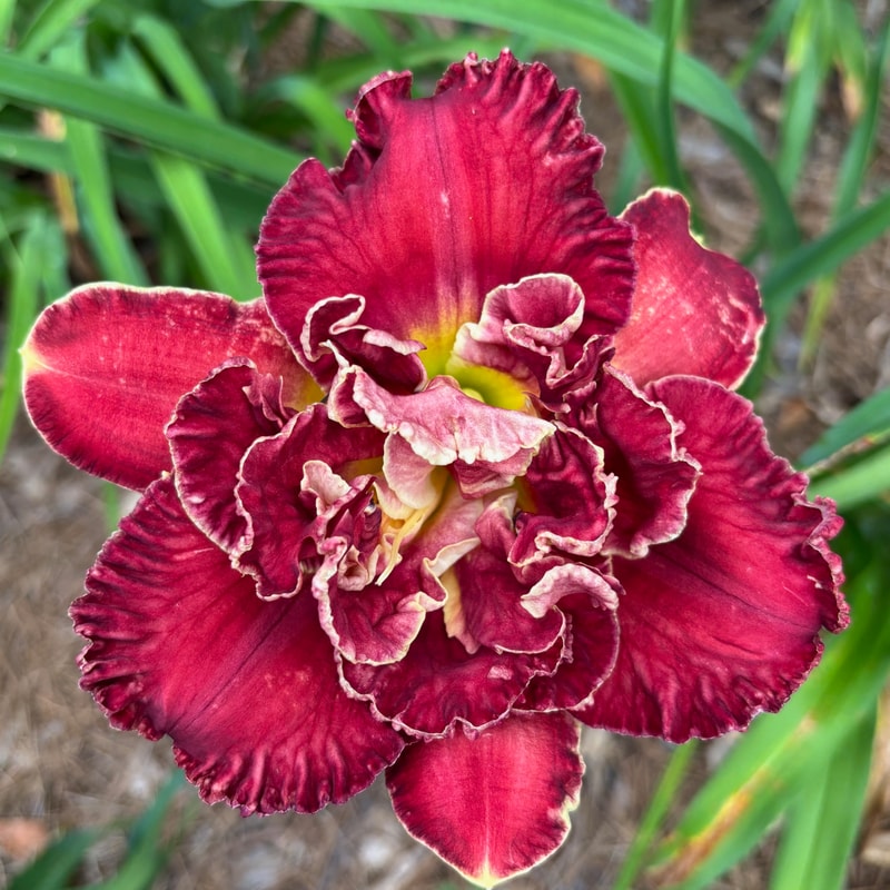 23 daylily bloom