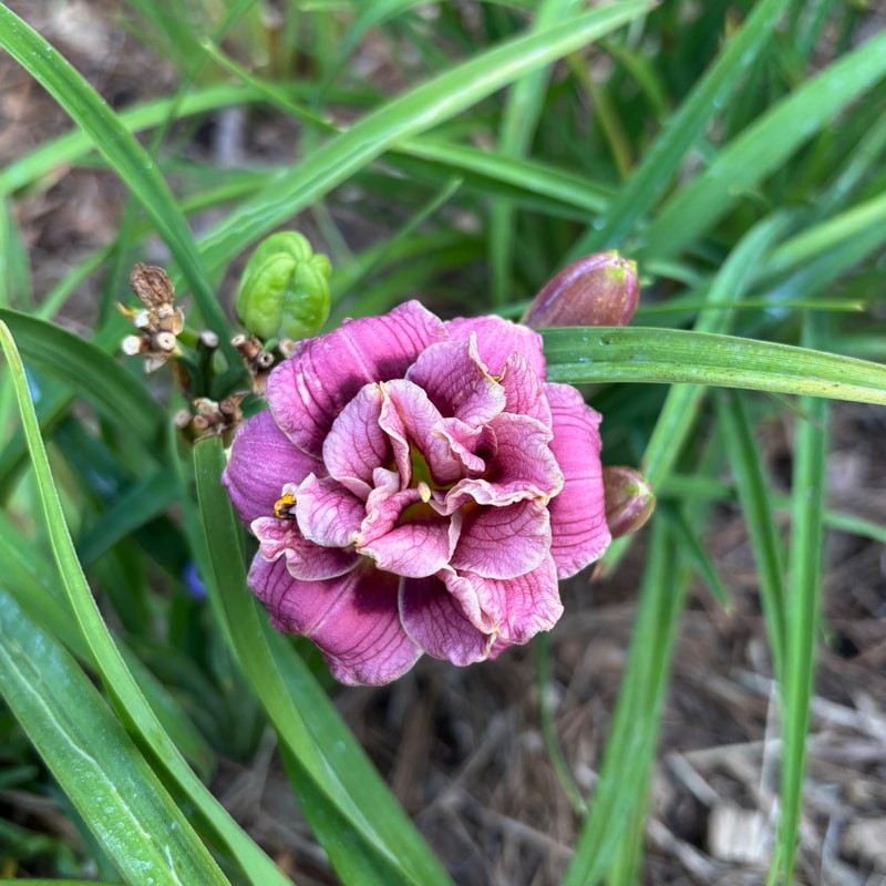 25 daylily bloom