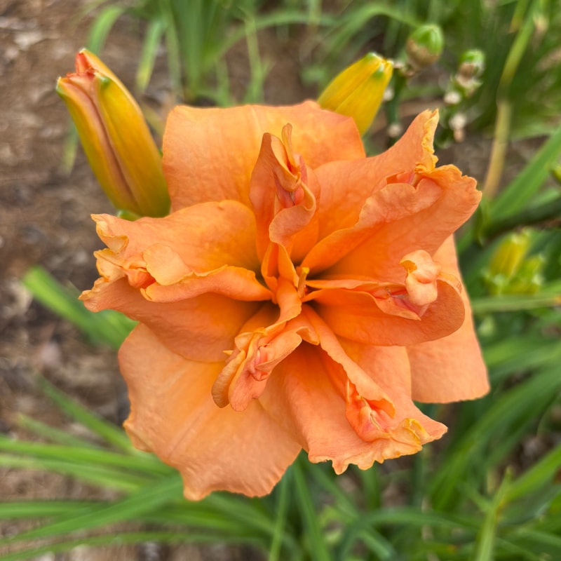 26 daylily bloom