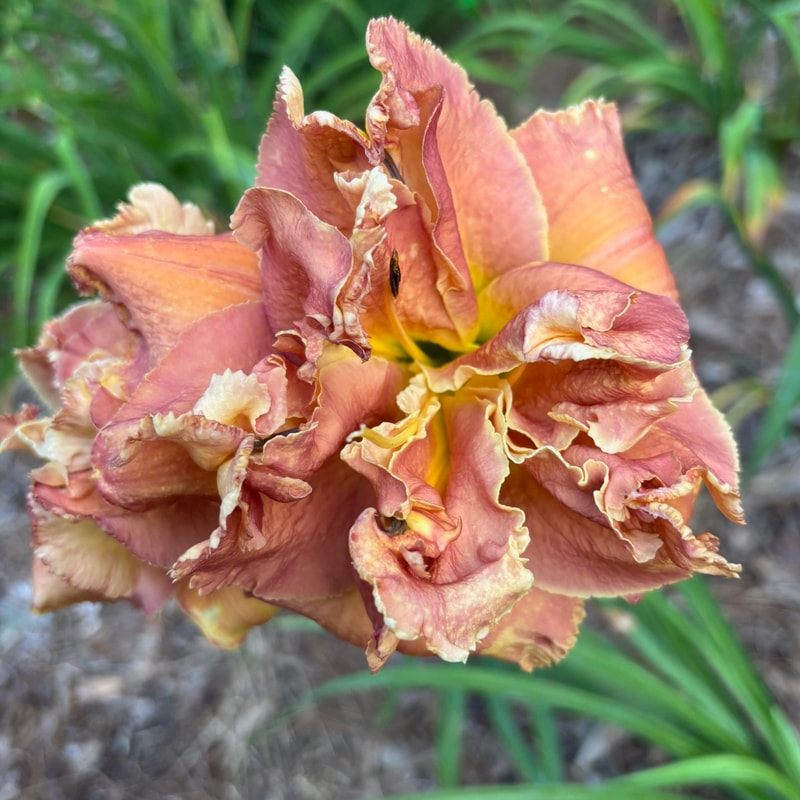 27 daylily bloom