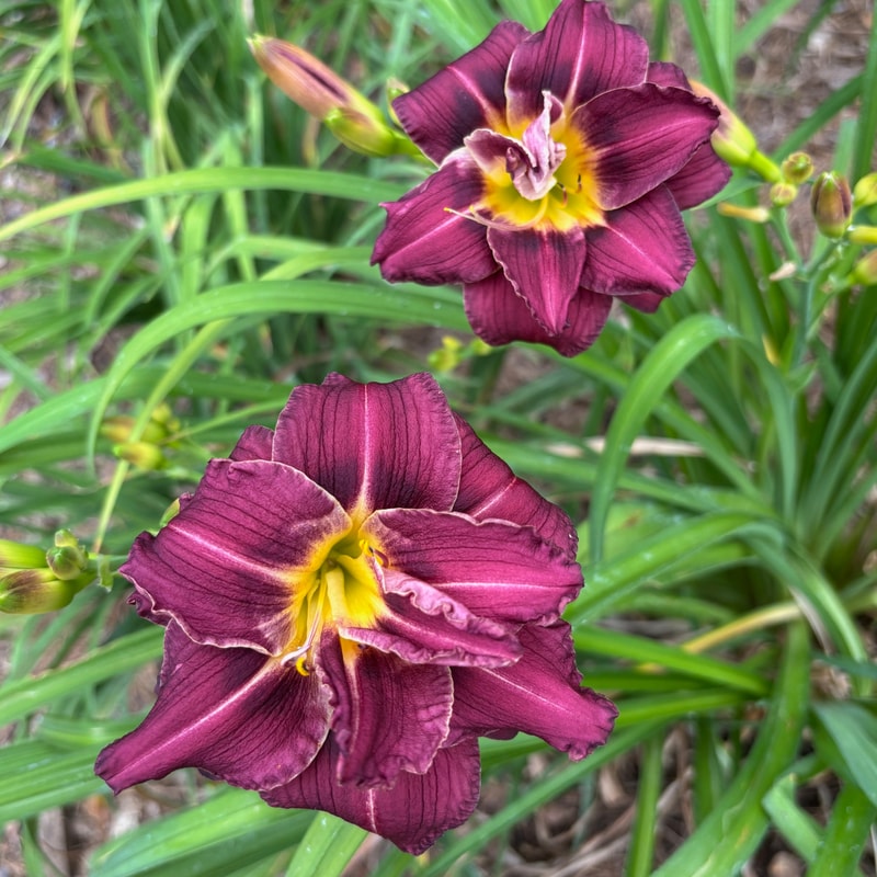 28 daylily bloom