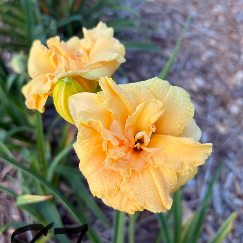 Golden Pom Poms