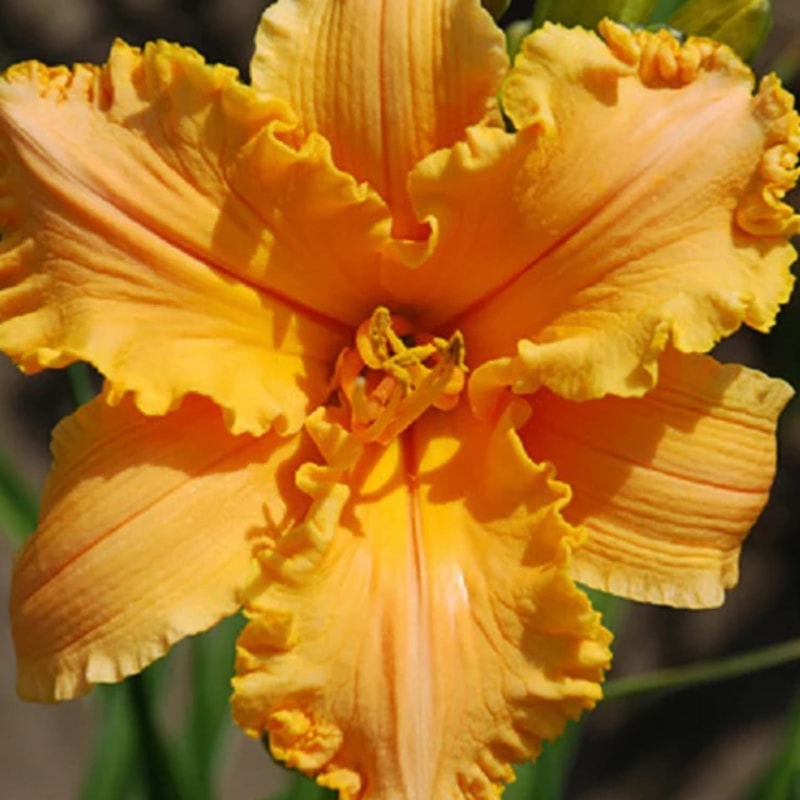 Ruffled Orange Pretzel