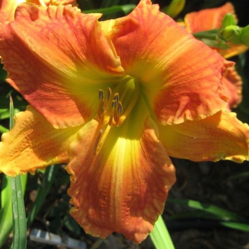 Siloam Sunburst