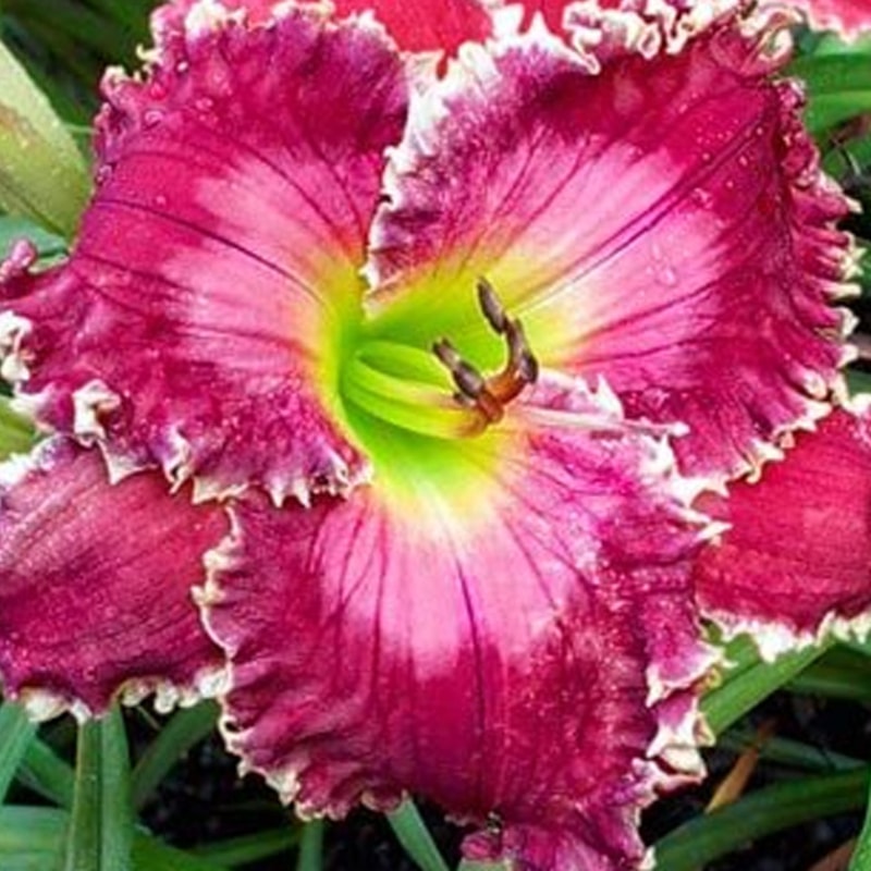 Ruby Clare Mims from Darin's Daylily Patch