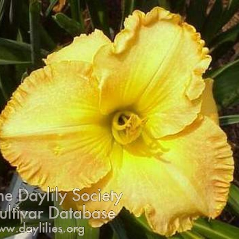 Chestnut Mountain from Darin's Daylily Patch