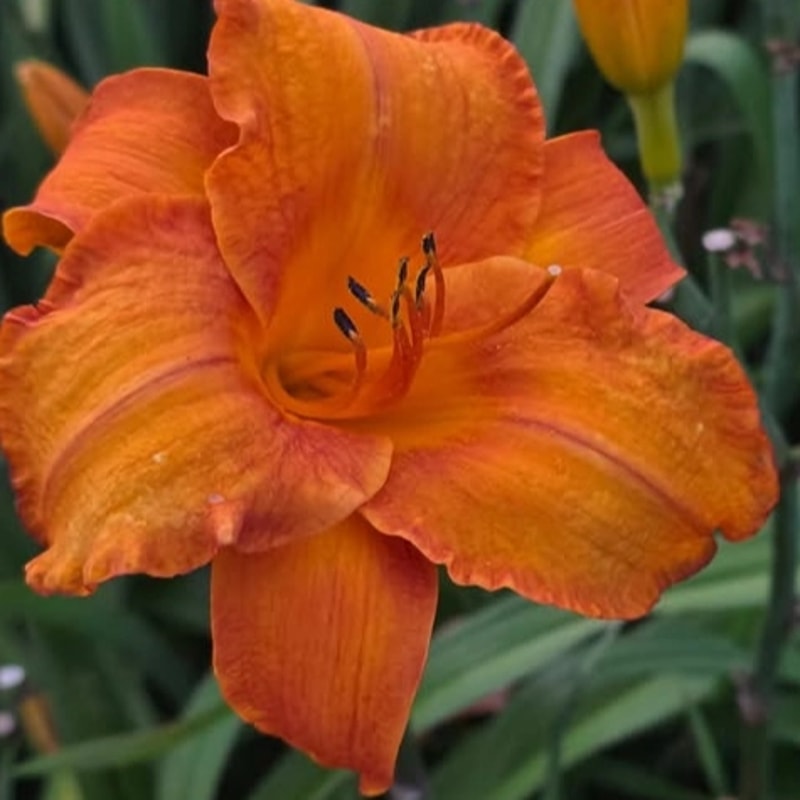 Mauna Loa